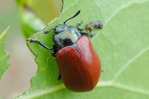 Chrysomela tremula